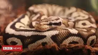 Python escapes apartment in French city  - Latest News