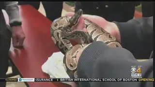 Python Found Roaming Inside Mansfield Apartment