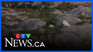 Quebec scientists find world