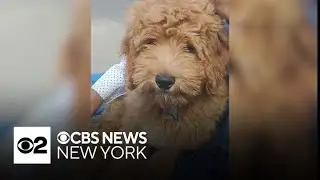 Queens family devastated after missing dog accidentally given to a stranger