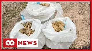 Queensland snake catcher makes unexpected discovery in roof
