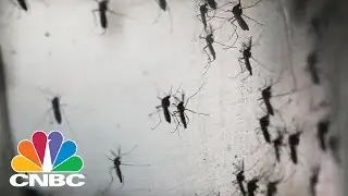 Quest Diagnostics Launches Zika Antibody Test Service | Squawk Box | CNBC