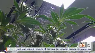 R3 program looks to improve communities through marijuana program