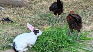 Rabbit and Hens  | Grass Eating | Cute Rabbit | Beautiful Rabbit | #rabbitloverunit 