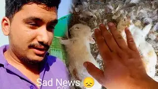 Rabbit K 2 Bunnies Mar Gaye | Sad News | #petsvlog