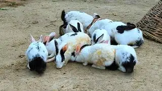 Rabbits Playing | Rabbits fight | Rabbits Viral Video | #rabbitloverunit 