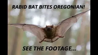 RABID Bat Bites Oregonian