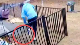 Rabid Fox Caught on Camera Chasing Man and Family Dog