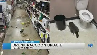 Raccoon who ransacked ABC store is serial offender