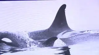 Race to save sick orca