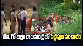 తూ. గో జిల్లా రాజమండ్రిలో పెద్దపులి సంచారం | Rajahmundry | Prime9 News