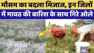 Rajasthan Weather Alert: कहीं ओले से फसलें बर्बाद तो कहीं मावठ से खिले किसानों के चेहरे! Rain Alert