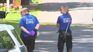 Raleigh snake: Escaped zebra cobra caught and removed