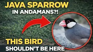 Rare Bird Sighting in India | Java Sparrow Found in North Andaman