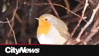 Rare bird sighting in Quebec