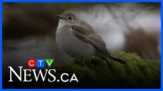 Rare bird spotted in Vancouver park