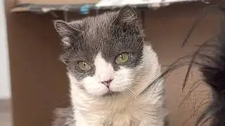 Rare cat is 1 in 100 million