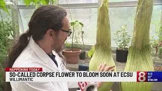 Rare corpse flower blooming at Eastern Connecticut State University