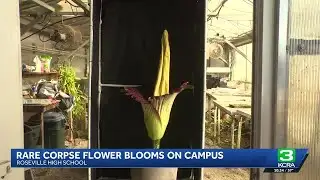 Rare corpse flower blooming at Roseville High School