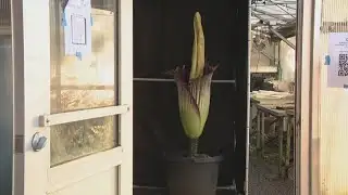 Rare corpse flower blooms at Roseville High School