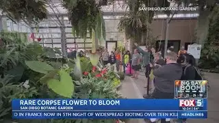 Rare Corpse Flower To Bloom
