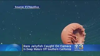 Rare Jellyfish Caught On Camera