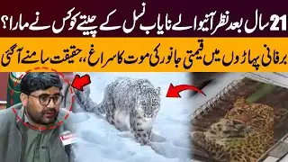 Rare Snow Leopard Spotted After 21 Years | Mystery Behind Its Death Exposed