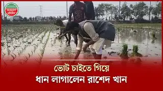 কৃষকদের কাছে ভোট চাইতে গিয়ে ধান লাগালেন রাশেদ খান | Rashed Khan | Election Campaign