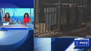 Rats are taking over a NYCHA complex