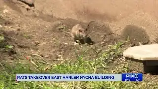 Rats take over East Harlem NYCHA building