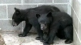 RAW: Orphaned bear cubs saved
