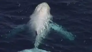 Raw: Rare White Humpback Whale Sighted