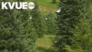 Real Christmas tree sales declined this year