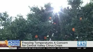 Recent colder temperature in Central Valley have citrus farmers worried