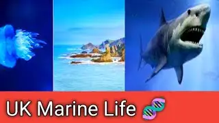 Record warm seas bring rare new species to UK waters.