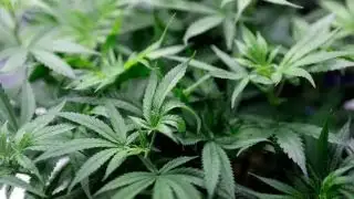 Recreational marijuana use causing crime increase in Colorado: El Paso County DA