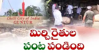పెరిగిన మిర్చి ధరలు | Red Chilli Prices Soar In Guntur Market Yard