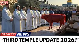 Red Heifer 2026 Update: Third Temple Preparations Reach Critical Stage