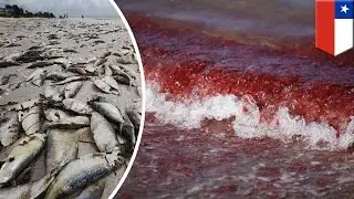 Red tide: Toxic algae crisis is worst ever recorded in Chile - TomoNews