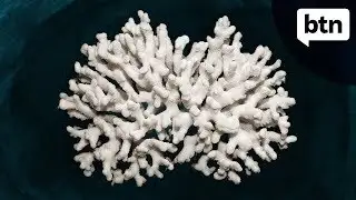 Reef Bleaching - Behind the News