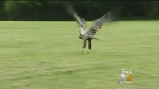 Rehabilitated Bald Eagle Released Back Into Wild