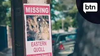 Relocating Eastern Quolls - Behind the News