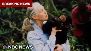 Remembering Jane Goodall: Renowned chimpanzee researcher dead at 91