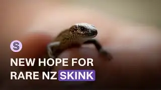 Renewed hope for future of critically endangered alpine skink  | Stuff.co.nz