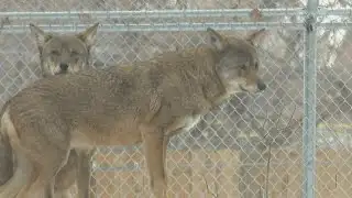 Renovated red wolf habitat opens at the Great Plains Zoo