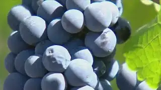 Report reveals climate impacts on wine industry