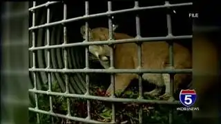 Reported cougar sighting in Ashland