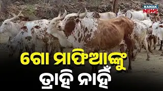 Reporter Live: Major Cow Mafia Crackdown in Keonjhar | Police Raid Multiple Locations