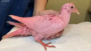 Rescue group concerned after pink pigeon found in Manhattan park