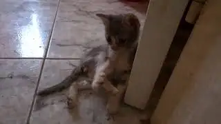 Rescue kittens Fred and Ginger good news